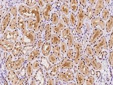 RMND5B Antibody - Immunochemical staining of human RMND5B in human kidney with rabbit polyclonal antibody at 1:200 dilution, formalin-fixed paraffin embedded sections.