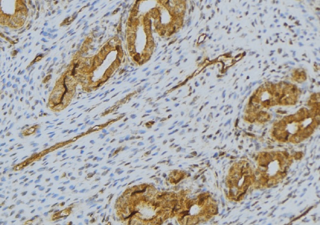 RNASE11 Antibody - 1:100 staining human uterus tissue by IHC-P. The sample was formaldehyde fixed and a heat mediated antigen retrieval step in citrate buffer was performed. The sample was then blocked and incubated with the antibody for 1.5 hours at 22°C. An HRP conjugated goat anti-rabbit antibody was used as the secondary.