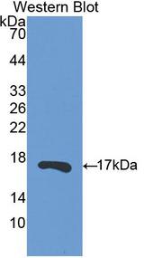 RNASE13 Antibody - Western Blot; Sample: Recombinant protein.