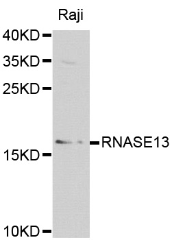 RNASE13 Antibody - Western blot analysis of extracts of Raji cells, using RNASE13 antibody at 1:1000 dilution. The secondary antibody used was an HRP Goat Anti-Rabbit IgG (H+L) at 1:10000 dilution. Lysates were loaded 25ug per lane and 3% nonfat dry milk in TBST was used for blocking.
