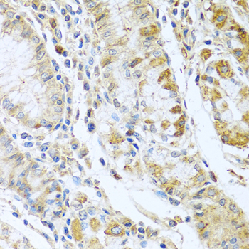 RNASE13 Antibody - Immunohistochemistry of paraffin-embedded human stomach using RNASE13 antibodyat dilution of 1:100 (40x lens).