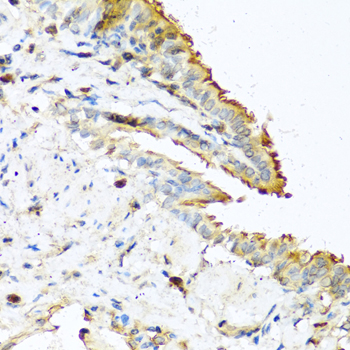 RNASE13 Antibody - Immunohistochemistry of paraffin-embedded mouse lung using RNASE13 antibodyat dilution of 1:100 (40x lens).