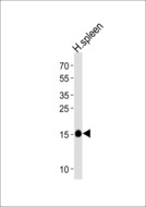 RNASE2 / EDN Antibody - Western blot of lysate from human spleen tissue lysate, using RNASE2 Antibody. Antibody was diluted at 1:1000 at each lane. A goat anti-rabbit IgG H&L (HRP) at 1:5000 dilution was used as the secondary antibody. Lysate at 35ug per lane.
