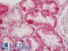 RNASE2 / EDN Antibody - Human Kidney: Formalin-Fixed, Paraffin-Embedded (FFPE).  This image was taken for the unconjugated form of this product. Other forms have not been tested.