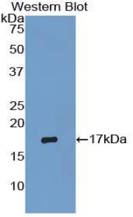 RNASE3 Antibody - Western blot of recombinant RNASE3.