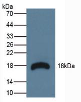 RNASE3 Antibody - Western Blot; Sample: Mouse Lymphonodus Tissue.