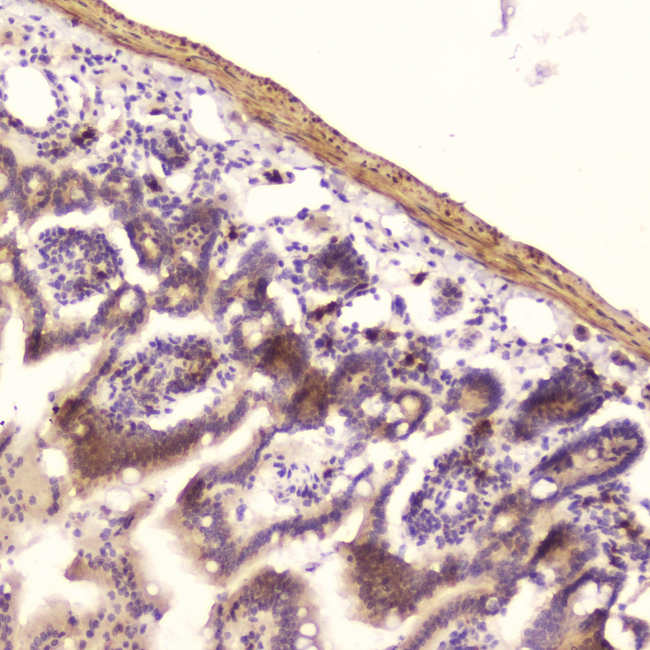 RNASE3 Antibody - IHC analysis of Ribonuclease 3 using anti-Ribonuclease 3 antibody. Ribonuclease 3 was detected in paraffin-embedded section of mouse small intestine tissue. Heat mediated antigen retrieval was performed in citrate buffer (pH6, epitope retrieval solution) for 20 mins. The tissue section was blocked with 10% goat serum. The tissue section was then incubated with 2?g/ml rabbit anti-Ribonuclease 3 Antibody overnight at 4?C. Biotinylated goat anti-rabbit IgG was used as secondary antibody and incubated for 30 minutes at 37?C. The tissue section was developed using Strepavidin-Biotin-Complex (SABC) with DAB as the chromogen.