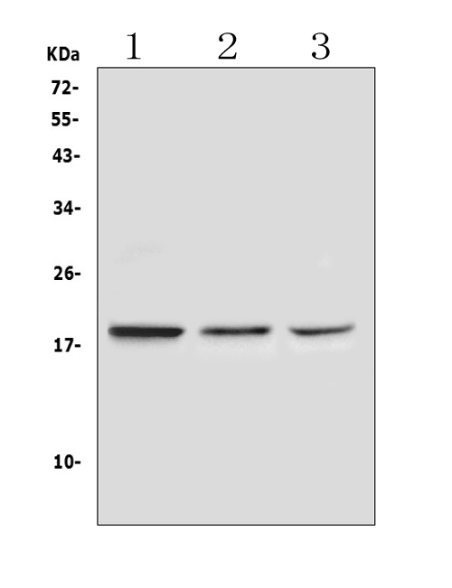 RNASE3 Antibody - Western blot analysis of Ribonuclease 3 using anti-Ribonuclease 3 antibody. Electrophoresis was performed on a 5-20% SDS-PAGE gel at 70V (Stacking gel) / 90V (Resolving gel) for 2-3 hours. The sample well of each lane was loaded with 50ug of sample under reducing conditions. Lane 1: human Jurkat whole cell lysates,Lane 2: rat liver tissue lysates, Lane 3: mouse liver tissue lysates. After Electrophoresis, proteins were transferred to a Nitrocellulose membrane at 150mA for 50-90 minutes. Blocked the membrane with 5% Non-fat Milk/ TBS for 1.5 hour at RT. The membrane was incubated with rabbit anti-Ribonuclease 3 antigen affinity purified polyclonal antibody at 0.5 ?g/mL overnight at 4?C, then washed with TBS-0.1% Tween 3 times with 5 minutes each and probed with a goat anti-rabbit IgG-HRP secondary antibody at a dilution of 1:10000 for 1.5 hour at RT. The signal is developed using an Enhanced Chemiluminescent detection (ECL) kit with Tanon 5200 system. A specific band was detected for Ribonuclease 3 at approximately 18KD. The expected band size for Ribonuclease 3 is at 18KD.