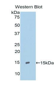 RNASE4 Antibody - Western blot of recombinant RNASE4.  This image was taken for the unconjugated form of this product. Other forms have not been tested.