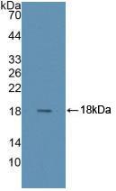 RNASE4 Antibody - Western Blot; Sample: Recombinant RNASE4, Human.