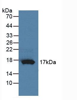 RNASE4 Antibody - Western Blot; Sample: Rat Pancreas Tissue.