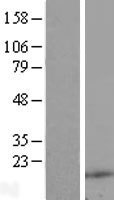 RNASE4 Protein - Western validation with an anti-DDK antibody * L: Control HEK293 lysate R: Over-expression lysate