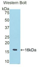 RNASE6 Antibody - Western Blot; Sample: Recombinant protein.