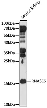 RNASE6 Antibody - Western blot analysis of extracts of Mouse kidney, using RNASE6 antibody at 1:1000 dilution. The secondary antibody used was an HRP Goat Anti-Rabbit IgG (H+L) at 1:10000 dilution. Lysates were loaded 25ug per lane and 3% nonfat dry milk in TBST was used for blocking. An ECL Kit was used for detection and the exposure time was 90s.