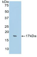 RNASE7 Antibody - Western Blot; Sample: Recombinant RNASE7, Human.