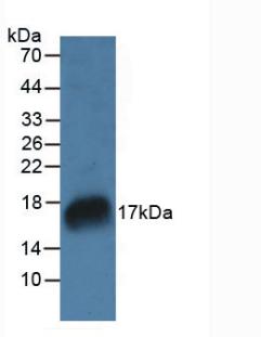 RNASE7 Antibody - Western Blot; Sample: Rat Marrow Tissue.