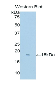 RNASE8 Antibody - Western blot of recombinant RNASE8.  This image was taken for the unconjugated form of this product. Other forms have not been tested.