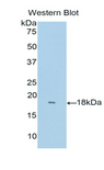 RNASE8 Antibody - Western blot of recombinant RNASE8.  This image was taken for the unconjugated form of this product. Other forms have not been tested.