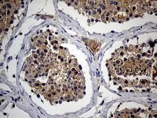 RNASE9 Antibody - Immunohistochemical staining of paraffin-embedded Human testicle tissue within the normal limits using anti-RNASE9 mouse monoclonal antibody. (Heat-induced epitope retrieval by 1mM EDTA in 10mM Tris buffer. (pH8.5) at 120°C for 3 min. (1:150)