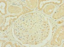 RNASE9 Antibody - Immunohistochemistry of paraffin-embedded human kidney tissue using RNASE9 Antibody at dilution of 1:100