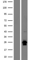 RNASE9 Protein - Western validation with an anti-DDK antibody * L: Control HEK293 lysate R: Over-expression lysate