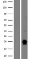 RNASE9 Protein - Western validation with an anti-DDK antibody * L: Control HEK293 lysate R: Over-expression lysate