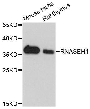 RNASEH1 Antibody - Western blot analysis of extracts of various cell lines.