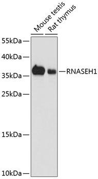RNASEH1 Antibody - Western blot analysis of extracts of various cell lines using RNASEH1 Polyclonal Antibody at dilution of 1:1000.
