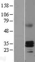 RNASEH1 Protein - Western validation with an anti-DDK antibody * L: Control HEK293 lysate R: Over-expression lysate