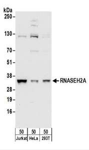RNASEH2A Antibody - Detection of Human RNASEH2A by Western Blot. Samples: Whole cell lysate (50 ug) from Jurkat, HeLa, and 293T cells. Antibodies: Affinity purified rabbit anti-RNASEH2A antibody used for WB at 0.1 ug/ml. Detection: Chemiluminescence with an exposure time of 10 seconds.
