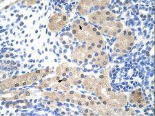 RNASEH2A Antibody - RNASEH2A antibody ARP40647_T100-NP_006388-RNASEH2A (ribonuclease H2, subunit A) Antibody was used in IHC to stain formalin-fixed, paraffin-embedded human kidney.  This image was taken for the unconjugated form of this product. Other forms have not been tested.