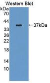 RNASEH2A Antibody - Western Blot; Sample: Recombinant protein.