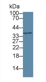 RNASEH2A Antibody - Western Blot; Sample: Human jurkat cell lysate; Primary Ab: 1µg/ml Rabbit Anti-Human RNASEH2A Antibody Second Ab: 0.2µg/mL HRP-Linked Caprine Anti-Rabbit IgG Polyclonal Antibody