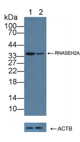 RNASEH2A Antibody - Knockout Varification: Lane 1: Wild-type Jurkat cell lysate; Lane 2: RNASEH2A knockout Jurkat cell lysate; Predicted MW: 33kd Observed MW: 35kd Primary Ab: 1µg/ml Rabbit Anti-Human RNASEH2A Antibody Second Ab: 0.2µg/mL HRP-Linked Caprine Anti-Rabbit IgG Polyclonal Antibody
