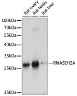 RNASEH2A Antibody - Western blot analysis of extracts of various cell lines, using RNASEH2A antibody at 1:1000 dilution. The secondary antibody used was an HRP Goat Anti-Rabbit IgG (H+L) at 1:10000 dilution. Lysates were loaded 25ug per lane and 3% nonfat dry milk in TBST was used for blocking. An ECL Kit was used for detection and the exposure time was 1s.