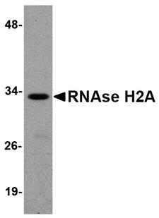 RNASEH2A Antibody - Western blot of RNAse H2A in HeLa cell lysate with RNAse H2A antibody at 1 ug/ml