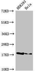 RNASEH2C / AGS3 Antibody - Positive Western Blot detected in HEK293 whole cell lysate, Hela whole cell lysate. All lanes: RNASEH2C antibody at 3 µg/ml Secondary Goat polyclonal to rabbit IgG at 1/50000 dilution. Predicted band size: 18 KDa. Observed band size: 18 KDa