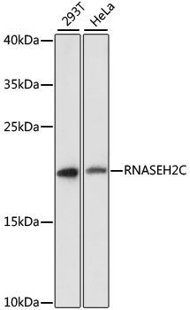 RNASEH2C / AGS3 Antibody - Western blot analysis of extracts of various cell lines, using RNASEH2C antibody at 1:3000 dilution. The secondary antibody used was an HRP Goat Anti-Rabbit IgG (H+L) at 1:10000 dilution. Lysates were loaded 25ug per lane and 3% nonfat dry milk in TBST was used for blocking. An ECL Kit was used for detection and the exposure time was 90s.