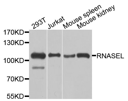 RNASEL / RNase L Antibody - Western blot analysis of extracts of various cells.