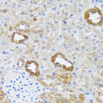 RNASEL / RNase L Antibody - Immunohistochemistry of paraffin-embedded rat kidney tissue.