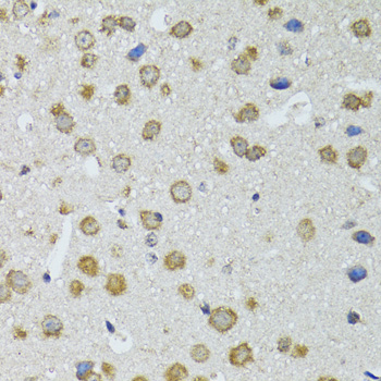 RNASEL / RNase L Antibody - Immunohistochemistry of paraffin-embedded mouse brain tissue.