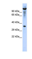 RNASET2 Antibody - RNASET2 antibody Western blot of 293T cell lysate. This image was taken for the unconjugated form of this product. Other forms have not been tested.