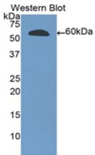 RNASET2 Antibody - Western blot of recombinant RNASET2.  This image was taken for the unconjugated form of this product. Other forms have not been tested.