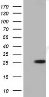 RND1 Antibody - HEK293T cells were transfected with the pCMV6-ENTRY control (Left lane) or pCMV6-ENTRY RND1 (Right lane) cDNA for 48 hrs and lysed. Equivalent amounts of cell lysates (5 ug per lane) were separated by SDS-PAGE and immunoblotted with anti-RND1.