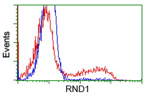 RND1 Antibody - HEK293T cells transfected with either overexpress plasmid (Red) or empty vector control plasmid (Blue) were immunostained by anti-RND1 antibody, and then analyzed by flow cytometry.