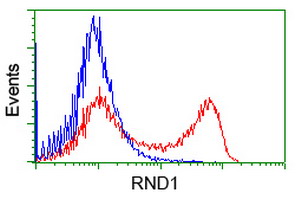 RND1 Antibody - HEK293T cells transfected with either overexpress plasmid (Red) or empty vector control plasmid (Blue) were immunostained by anti-RND1 antibody, and then analyzed by flow cytometry.