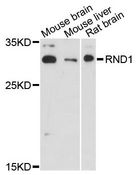 RND1 Antibody - Western blot analysis of extracts of various cell lines, using RND1 antibody at 1:3000 dilution. The secondary antibody used was an HRP Goat Anti-Rabbit IgG (H+L) at 1:10000 dilution. Lysates were loaded 25ug per lane and 3% nonfat dry milk in TBST was used for blocking. An ECL Kit was used for detection and the exposure time was 30s.