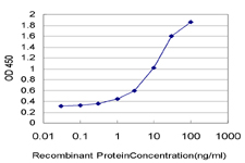 RND2 Antibody - Detection limit for recombinant GST tagged RND2 is approximately 0.1 ng/ml as a capture antibody.