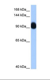 RNF10 Antibody - Transfected 293T cell lysate. Antibody concentration: 0.25 ug/ml. Gel concentration: 8%.  This image was taken for the unconjugated form of this product. Other forms have not been tested.
