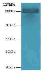 RNF10 Antibody - Western blot. All lanes: RNF10 antibody at 4 ug/ml+Mos- brain tissue Goat polyclonal to rabbit at 1:10000 dilution. Predicted band size: 90 kDa. Observed band size: 90 kDa.